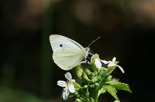 Cabbage white