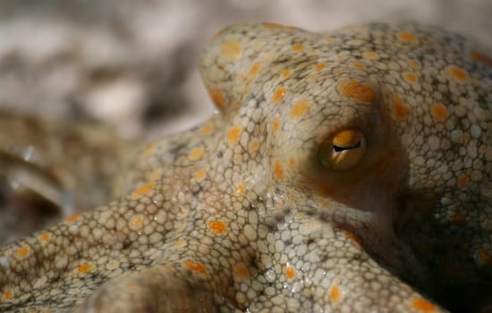 Squid