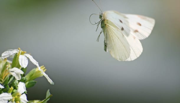 Cabbage white