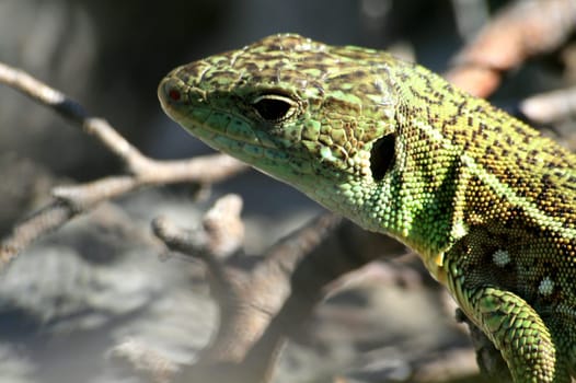 Emerald Lizard