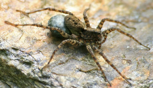 Spider