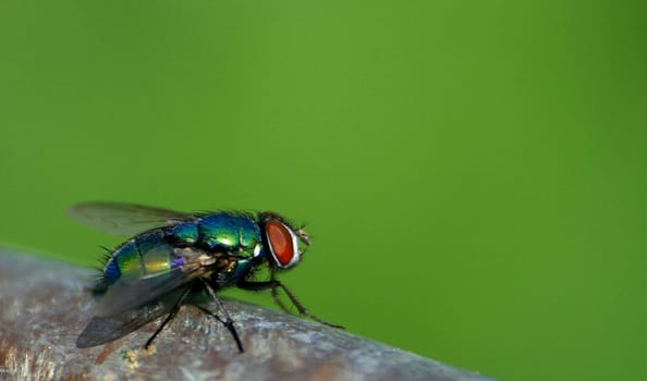 Fly