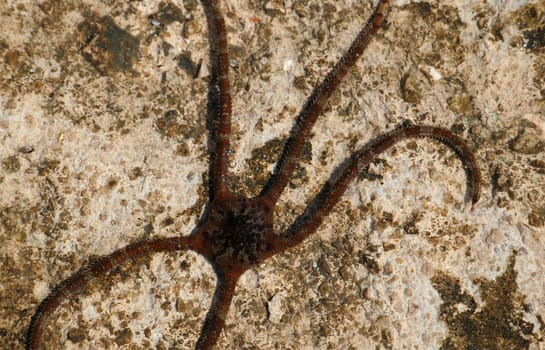 Snake starfish