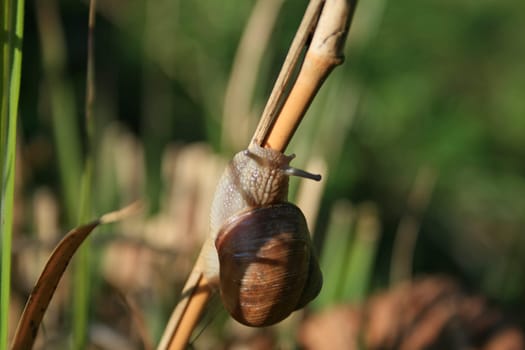 Snail