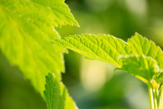 Background - Green Leaves 12