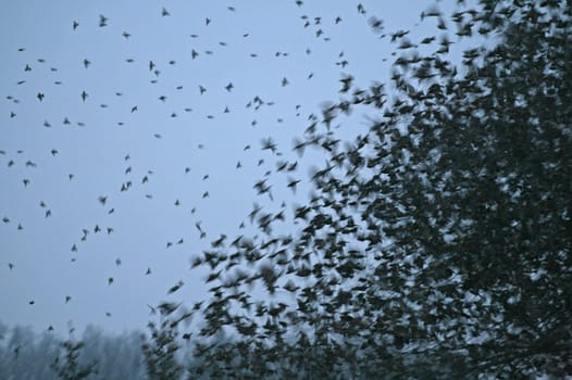 Flock of birds