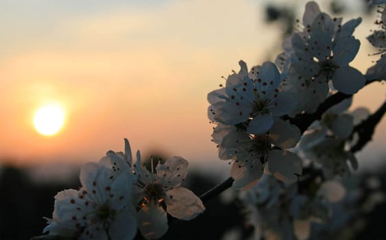Sunset in spring