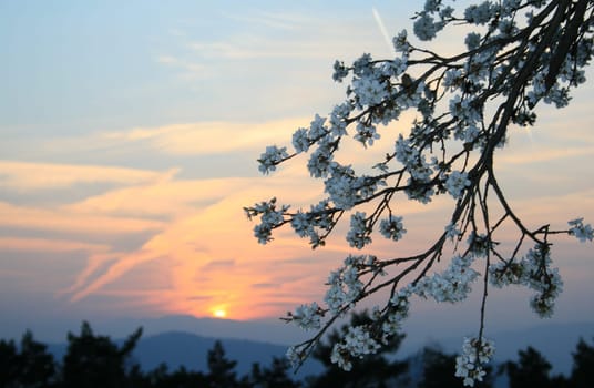 Sunset in spring