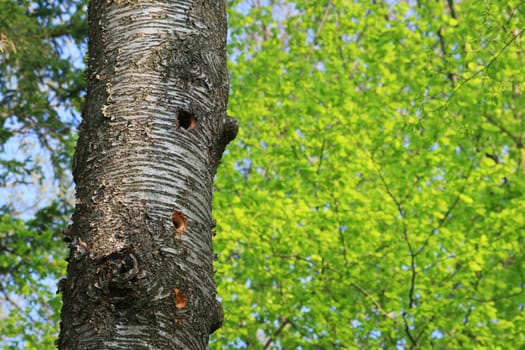 Woodpecker Hole