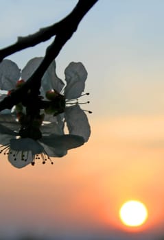 Sunset in spring