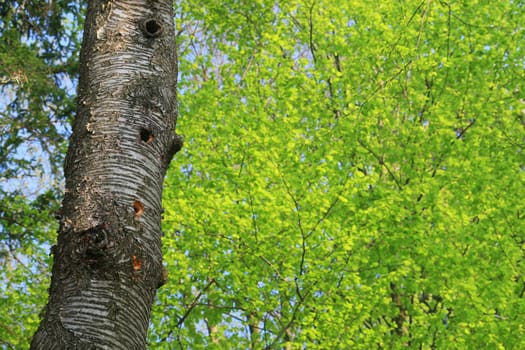 Woodpecker Hole