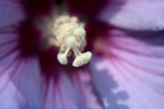 Macro shot of a pistil of a garden hibiscus