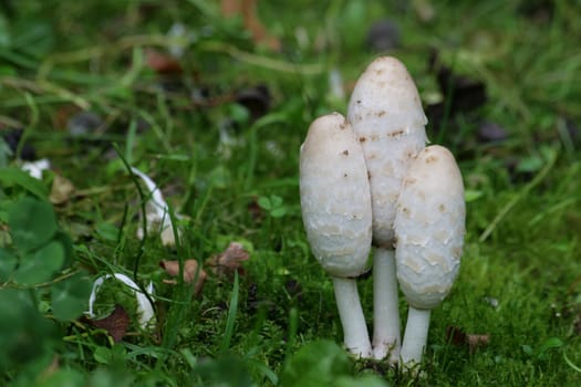 Shaggy mane