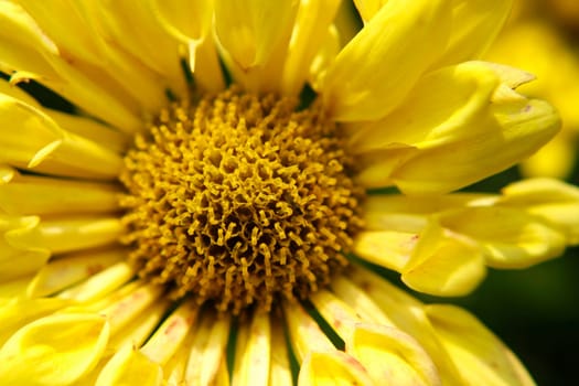 Macro shot of a yellow aster flower with insects