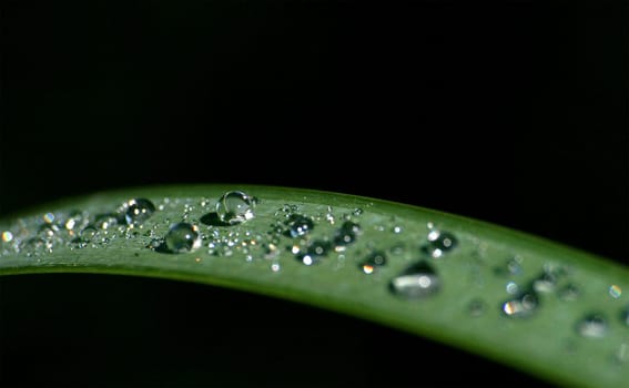 Morning dew