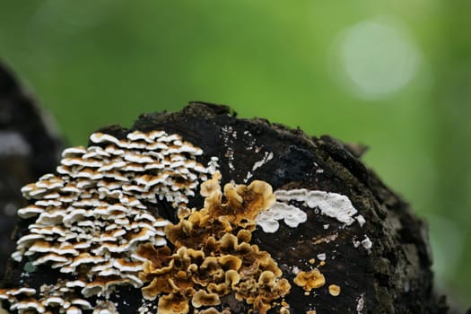 Mushroom