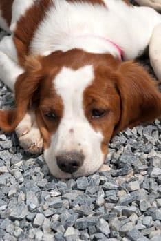 breton puppy dog ​​at rest