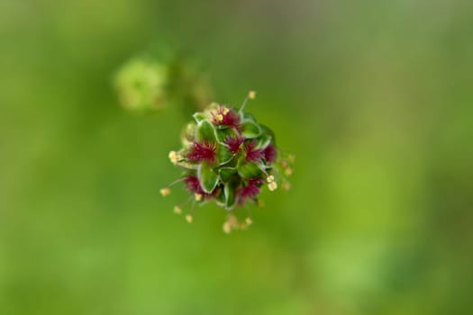 Macro shot of a flower of the spice Pimpinelle