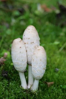 Shaggy mane