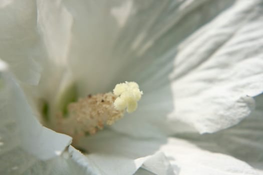 Macro shot of a pistil of a garden hibiscus