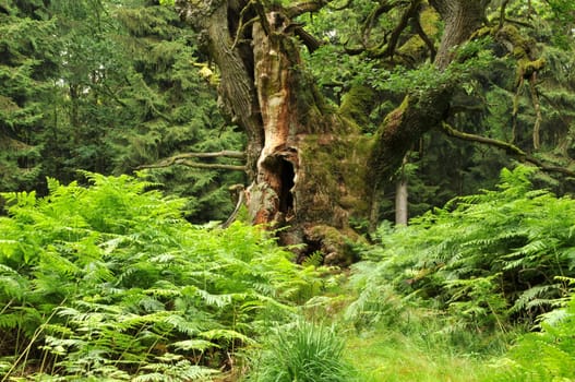 This beautiful old oak tree is at home in the Reinhardswald