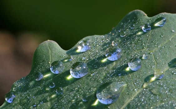 Morning dew