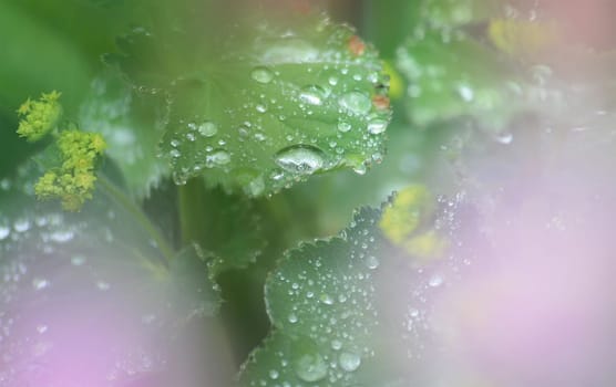 Morning dew