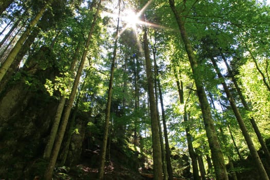 Pure nature
