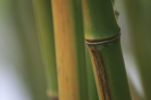 Bamboo