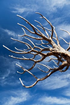Bare,old tree in front of a bright blue sky