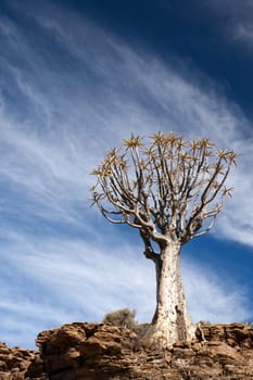 Old quiver tree in South Africa against a bright blue sky