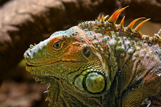 Tupinambis is a lizard genus which belongs to the family of Teiidae