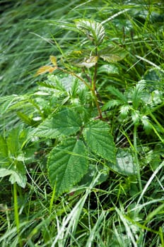 Dew drops on leaves and grasses