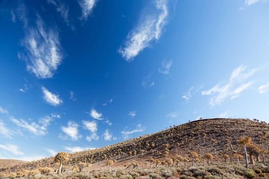 Dry landscape with rare quiver trees in South Africa - vertical - copy space