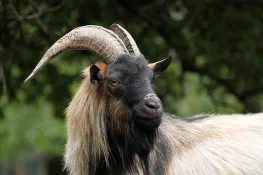 Billy goat