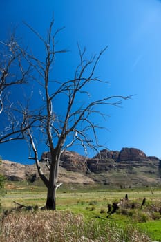 Tree and mountains in South Africa - copy space - portrait format