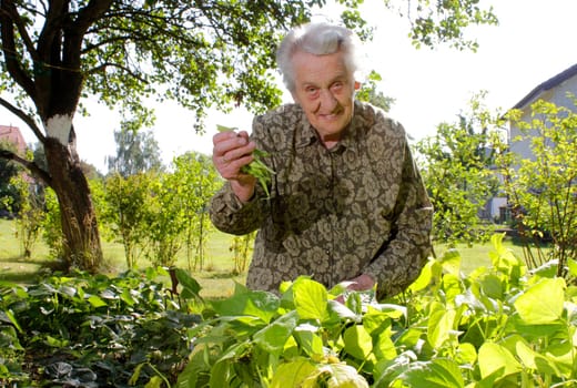 Senior woman enjoying gardening - bean harvest