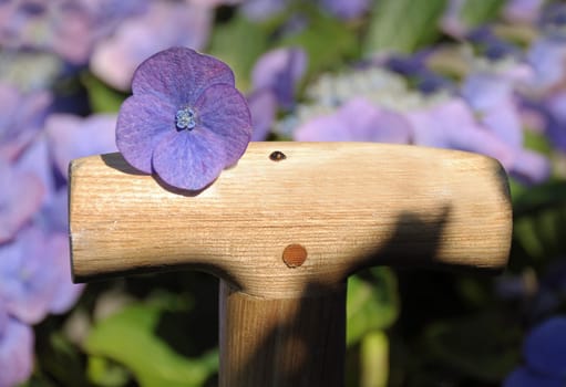 Spatentiel in the flower bed
