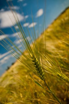 Grain field with blue cloudy sky