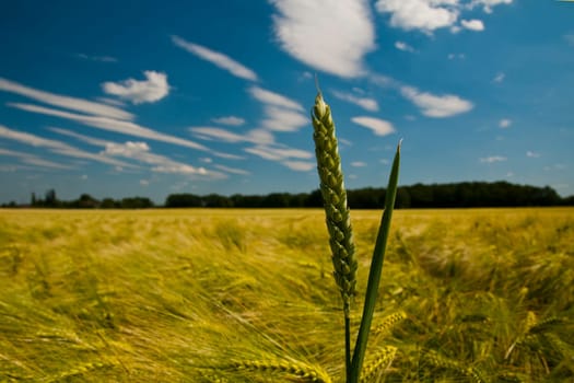 Grain field with blue cloudy sky