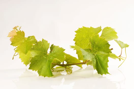 Branch with vine leaves