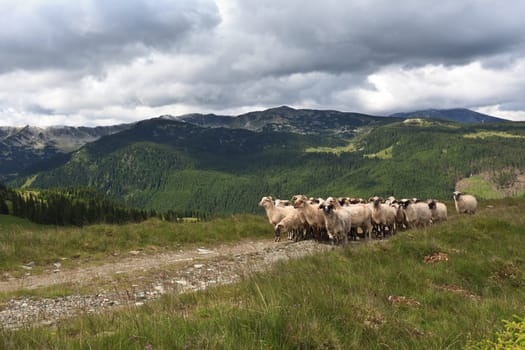 a flock of sheep on a mountain