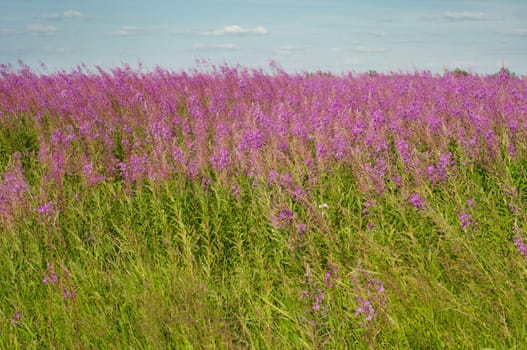 Shot of beautiful field view, summer landscape