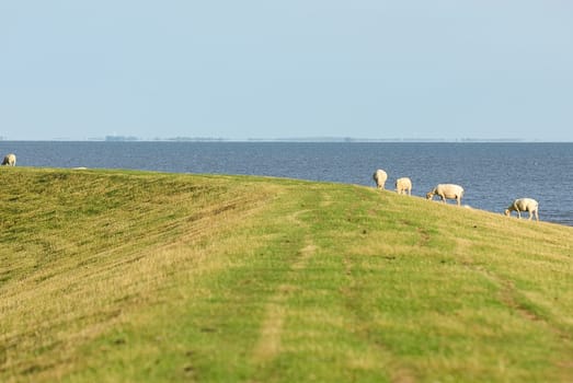 dike sheep