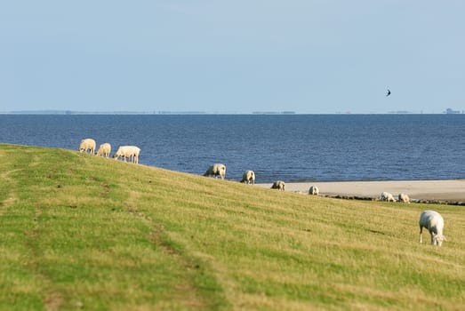 dike sheep