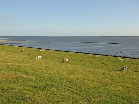 dike sheep