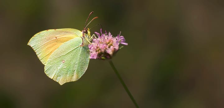 Brimstone