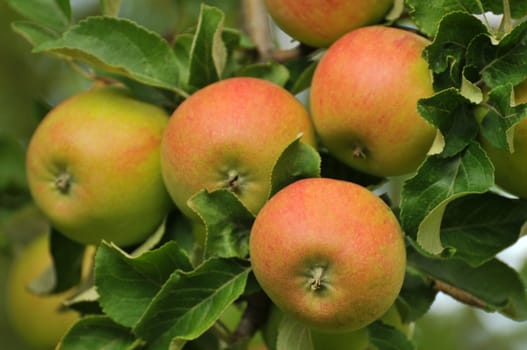 Harvesting apples