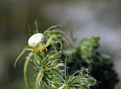 Crab spider on wild carrot