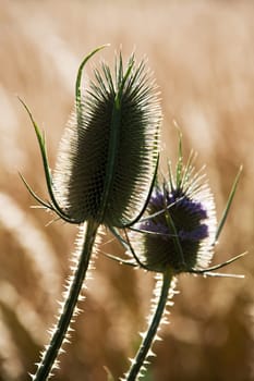 Weaver's thistle